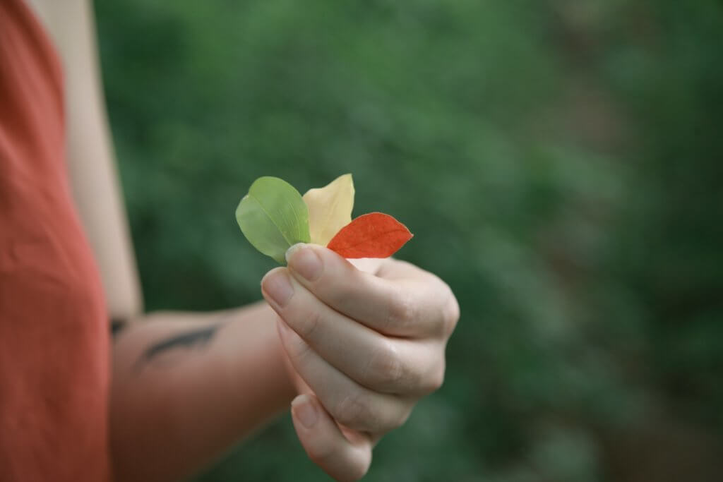 Person holding three leaves.